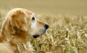 Golden retriever in field with wheat