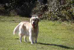 Golden retriever in top condition after treatment from fungal yeast infection.
