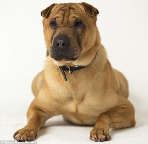 Kai The Shar-Pei Who Was Abandoned At A Train Station Is Now Wanted From Dog Lovers All Over The World, From Spain To The U.S. Police Is Still Looking For His Previous Owners.