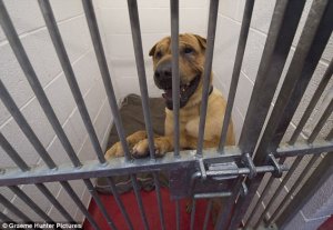 Kai The Shar-Pei Who Was Abandoned At A Train Station Is Now Wanted From Dog Lovers All Over The World, From Spain To The U.S. Police Is Still Looking For His Previous Owners.