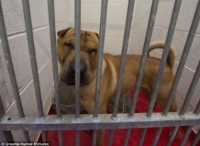 Kai The Shar-Pei Who Was Abandoned At A Train Station Is Now Wanted From Dog Lovers All Over The World, From Spain To The U.S. Police Is Still Looking For His Previous Owners.