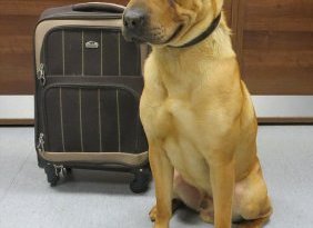 Kai The Shar-Pei Who Was Abandoned At A Train Station Is Now Wanted From Dog Lovers All Over The World, From Spain To The U.S. Police Is Still Looking For His Previous Owners.