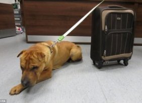 Kai The Shar-Pei Who Was Abandoned At A Train Station Is Now Wanted From Dog Lovers All Over The World, From Spain To The U.S. Police Is Still Looking For His Previous Owners.