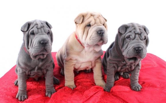 Shar Pei puppies for sale in Kansas