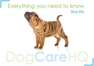 shar-pei