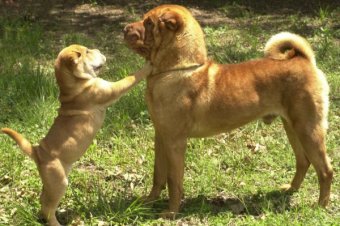 Shar Pei Dogs