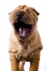 Shar-pei dogs prone to bacterial skin infection.