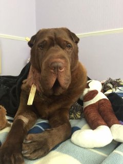 Shar Pei Louis was brutally attacked by Staffordshire type dog on morning walk in Lingham Park