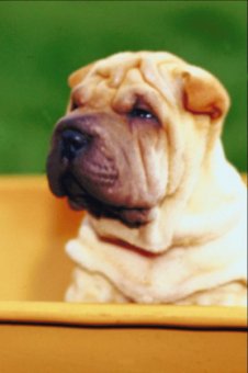 The Chinese shar-pei requires only occasional baths.