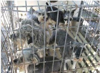 This photo from a 2011 USDA inspection shows puppies in an overcrowded cage at Country Pets in Montgomery City, Missouri. - COURTESY OF THE HUMANE SOCIETY OF THE U.S.