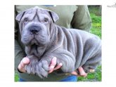 Blue Chinese Shar Pei puppies for sale