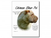 Chinese Shar Pei history