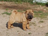 Red fawn Shar Pei