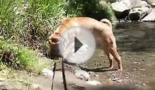 20110521 Cooper Playing In Creek - Chinese Shar Pei