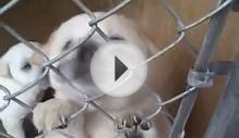 A pair of chow/sharpei mixes need foster care!