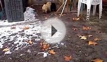 Bear Coat Shar Pei puppies from Hungary
