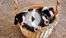 Boston Terrier, Boston Terriers and More Boston Terriers