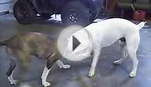 Boxer vs Pitbull Terrier