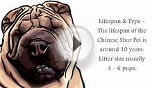 CHINESE SHAR PEI Dog İnformation