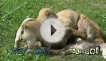 Chinese Shar Pei puppies - Shar-pei #04