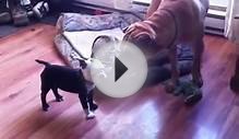 Chinese sharpei vs boston terrier puppy