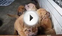 Designer Dog: Bullpei Puppies (Bulldog + Shar Pei)