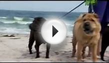 Dog Breeds 101 Video: Chinese Shar-Pei