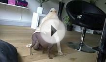 Dog Fight Shar Pei & Xoloitzcuintle 2