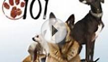 Dogs 101: Rottweiler, Boston Terrier, Basset Hound, Shar