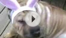 Easter Bunny in Shar pei costume part 1