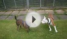 Flo the Staffordshire Bull Terrier Cross Sharpei Avaiable