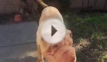 Indiana Bones, Shar Pei Puppy head shake front view in