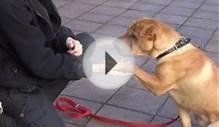 Kai the Shar-Pei crossbreed was found at Ayr station with