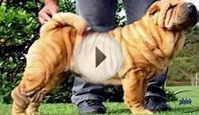 Perro shar pei - Perro pasivo o agresivo