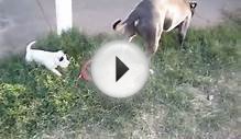 Pitbull Sharpei puppy playing with blue nose pitbull father