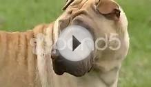 Shar Pei Dog - Close Up Head. Shar Pei Is A Chinese Dog Breed