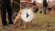 shar pei dog. Stock Footage