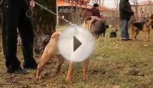 shar pei dog. Stock Footage