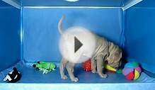 Shar Pei Macho COV REF:145 24