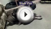 Shar Pei, Puppies, For, Sale, In, Los Angeles, California