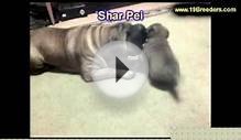 Shar Pei, Puppies, For, Sale In Toronto, Canada, Cities