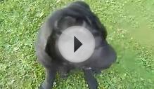 Shar Pei puppy playing