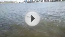 Shar Pei swimming in the Swan river Perth