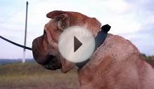Shar Pei walking in “Bossy” Leather Dog Collar of