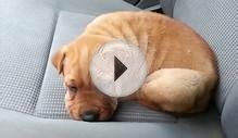 Sharpull Terrier Puppy Has Hiccups !