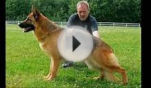 Top 10 GUARD DOGS in the world 2015 - 2