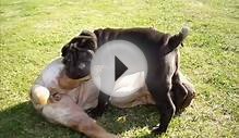 .kynon.gr - SHAR-PEI fighting lessons from MAGNA to KIVELY