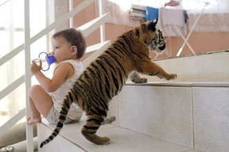 Watch out: Clyopa stalks past 18-month-old baby Gleb, who shares the house with dogs, cats and tigers
