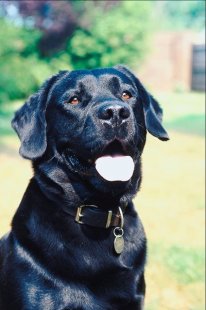 You can see the spots on his tongue, but he can't.