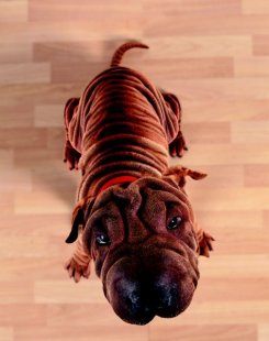 Your Shar-Pei is a mobile paradise for fleas, mites and other parasites.